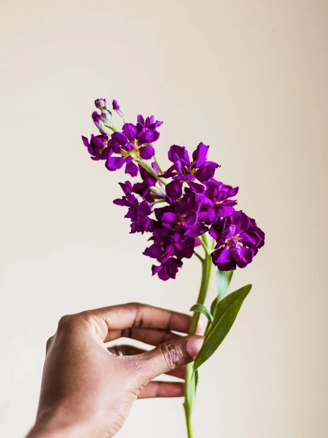 🌸🦋 when color sends you flying 

#justbecause #Baltimoreflorist #farmerflorist #blackflorist #floraldesigner #blackfloraldesigner #weddingflowers #dcfloraldesigner #baltimore #marylandflorist #BaltimoreBlooms #FreshFlowers