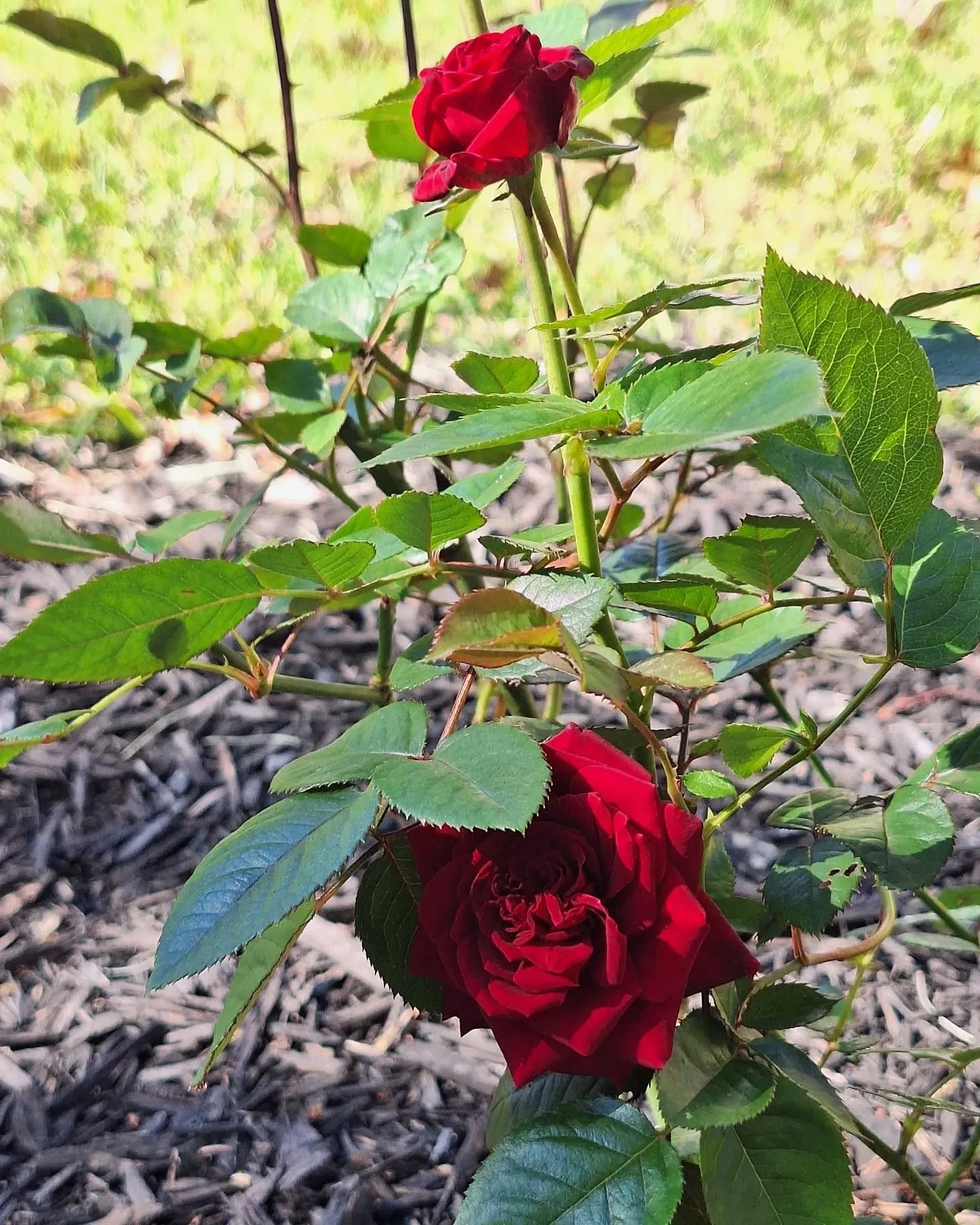 Newly blooming on this chilly day on the farm 🌹
