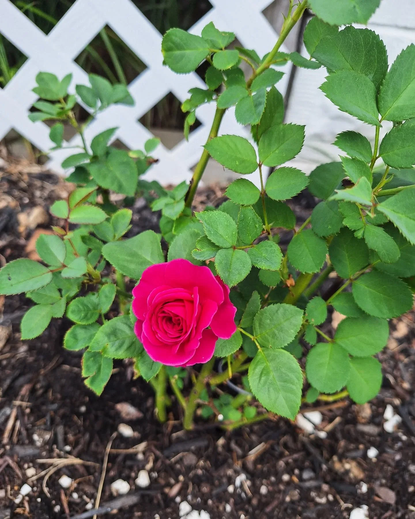 A last minute bloom on a newly planted baby Celestial Night rose? Yes, please! So many new additions to our little farm. Prepare to be sick of us! 

#blytheandblossom #flowerfarm #baltimoreflowerdelivery