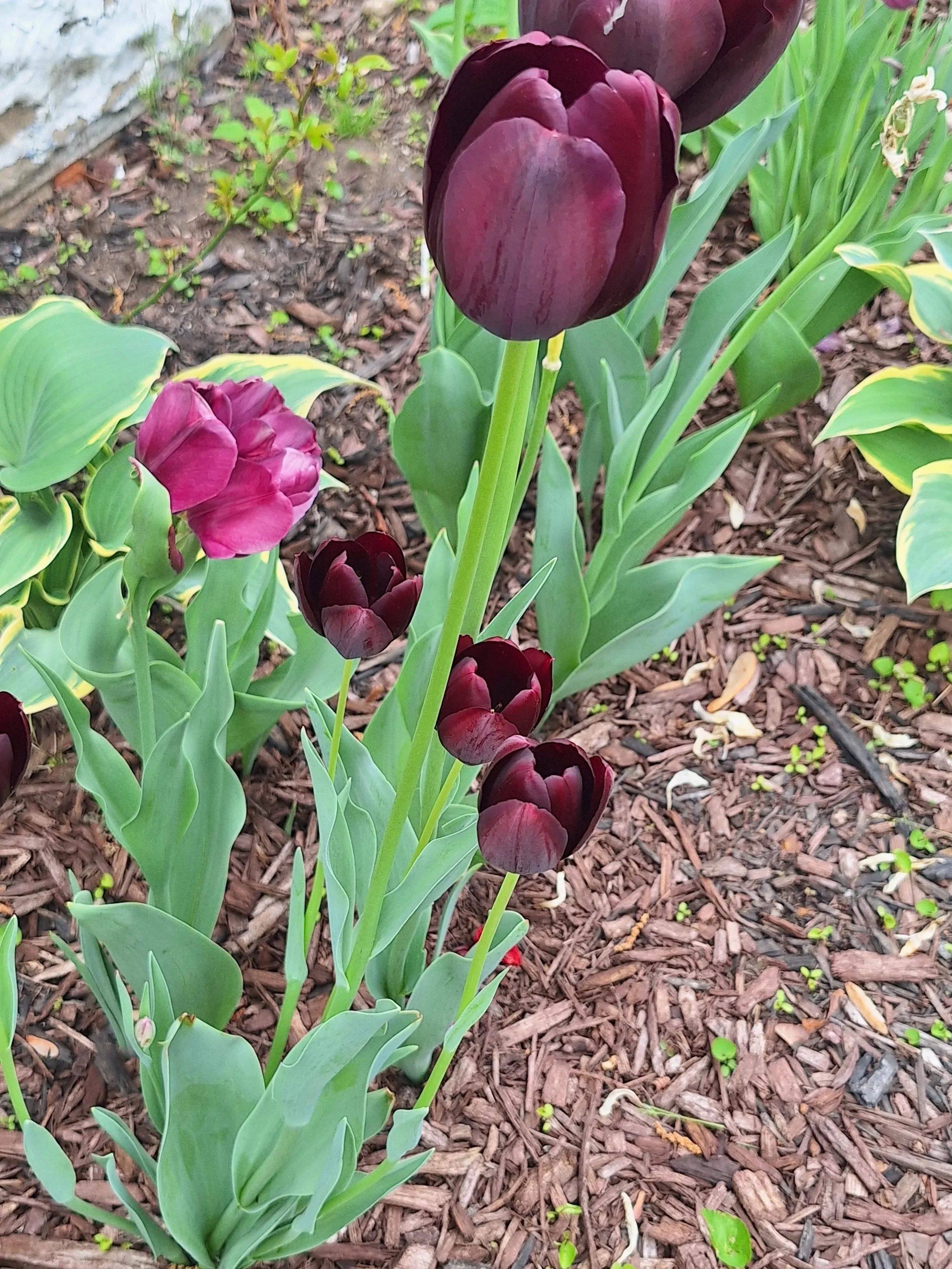 Saying goodbye to our tulips for the season, but happy to announce that next year will be a boom!
