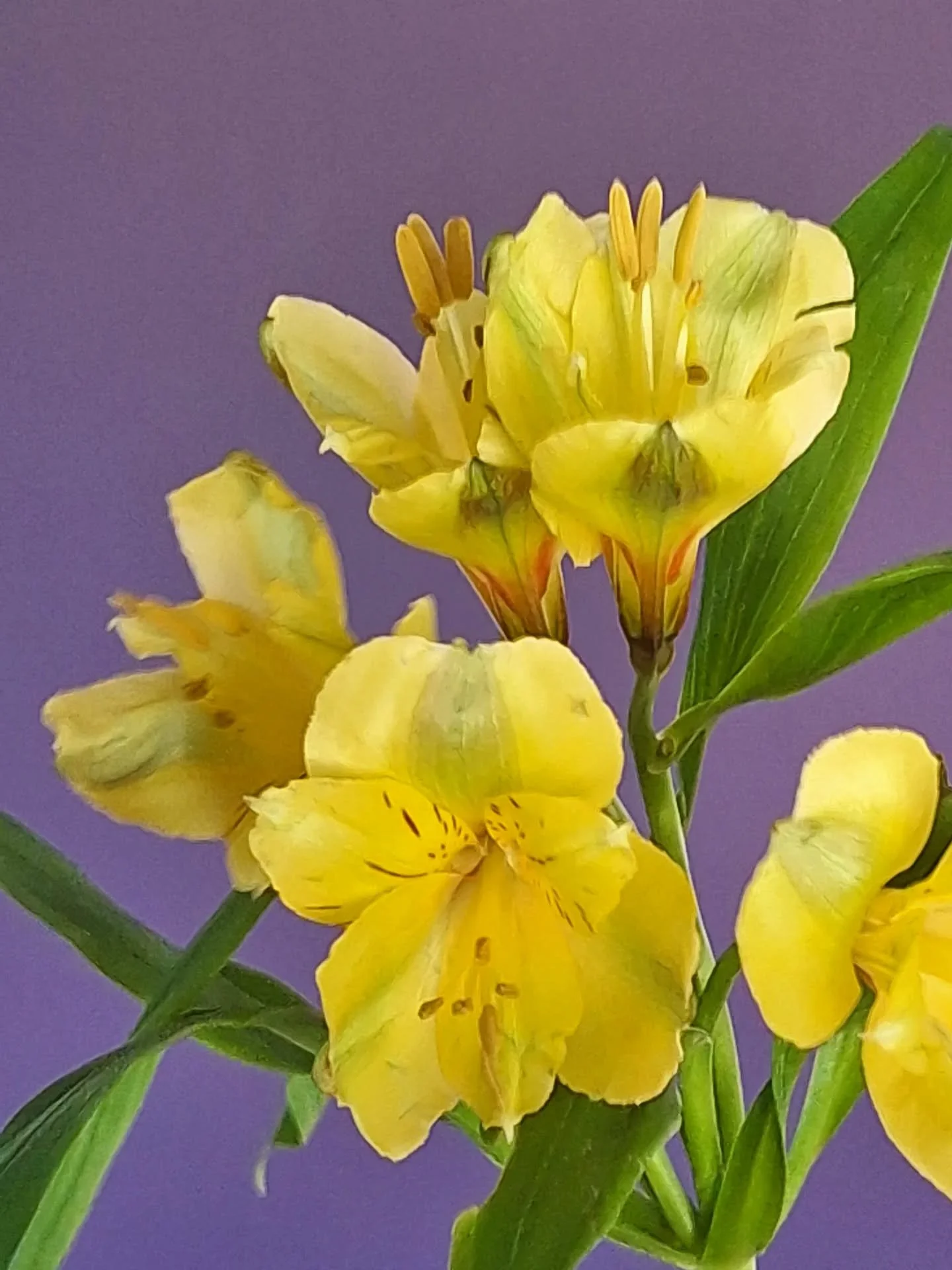 Growing 20 different varieties of #alstroemeria this year! There is something so satisfying, comforting, and simplistic about them (the growing process and the finished result) that brings so much peace.