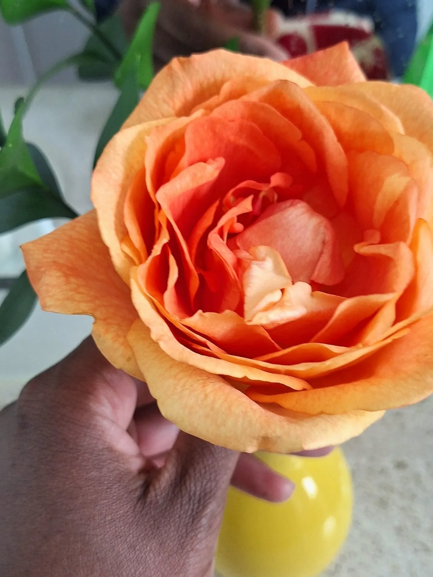 Orange sorbet 🍦🍊

#BaltimoreFlorist #BaltimoreFlowers #MarylandFlorist #DMVFlorist #BaltimoreWeddings