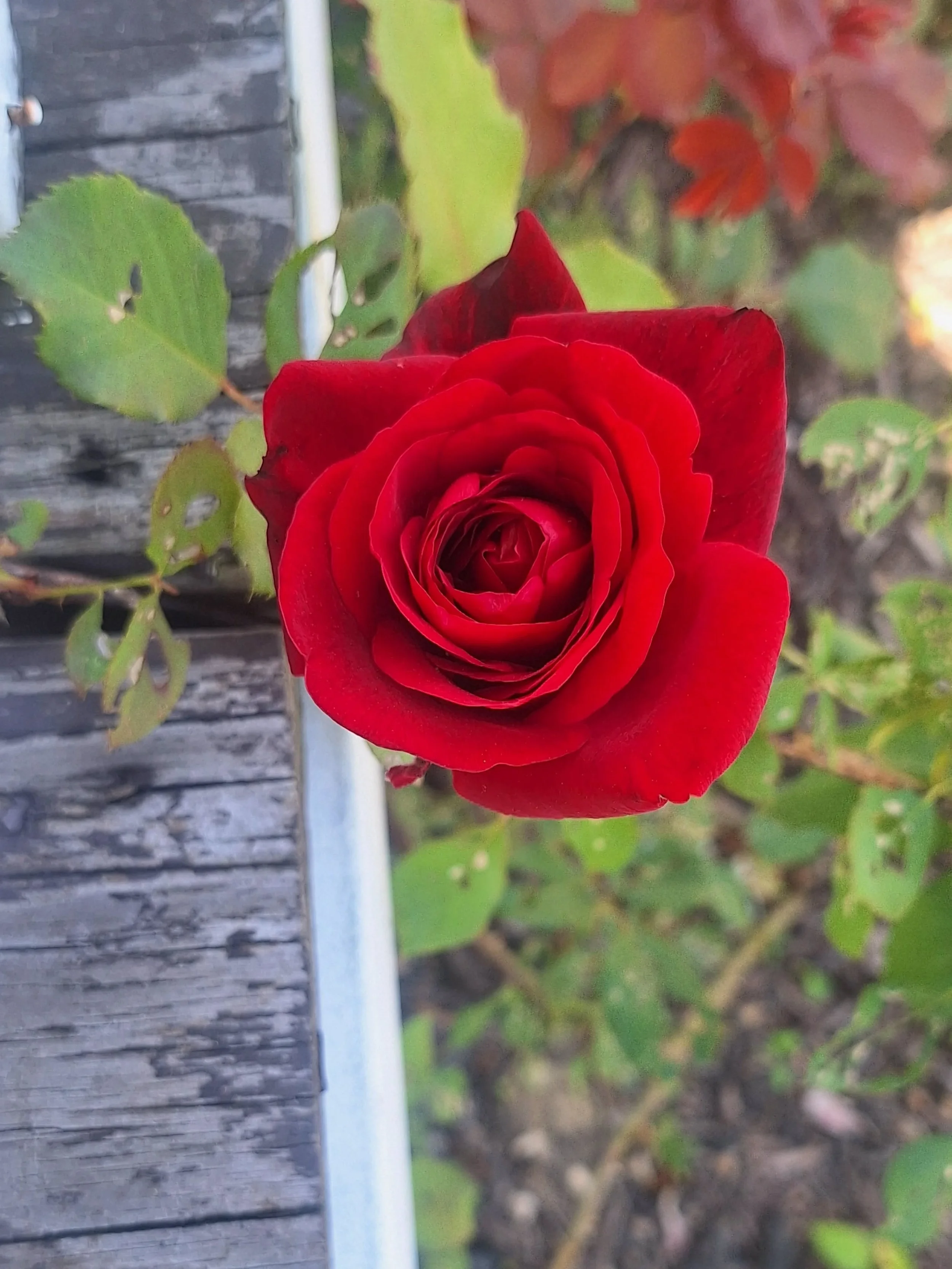 Our first rose blooms of the season!