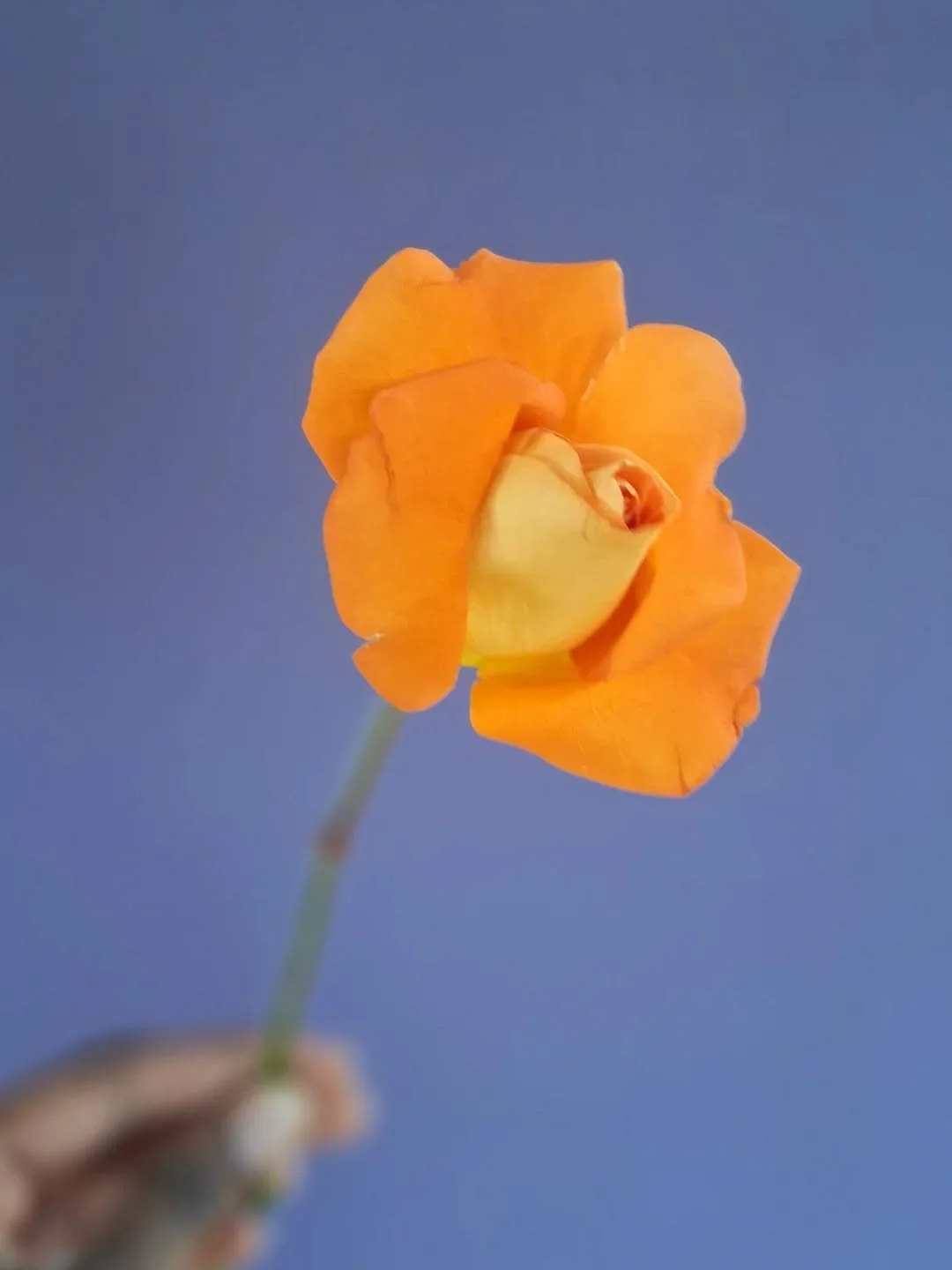 Orange roses... a new favorite