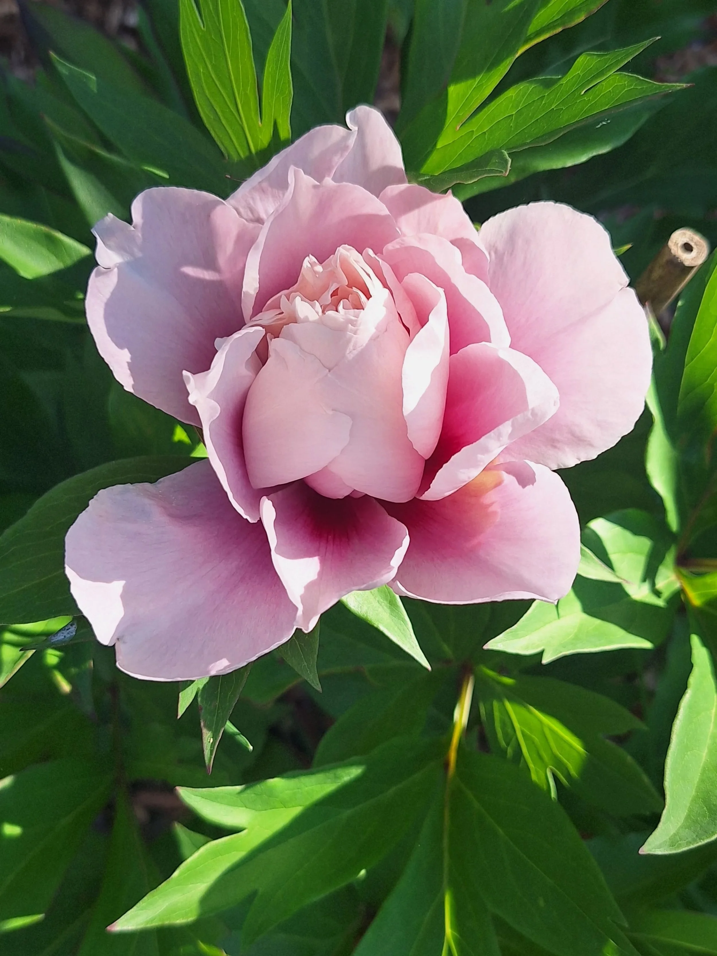 Before + after...peony season is upon us! These are test babies being raised for next growing season harvesting... so healing (and excruciating!) to watch grow