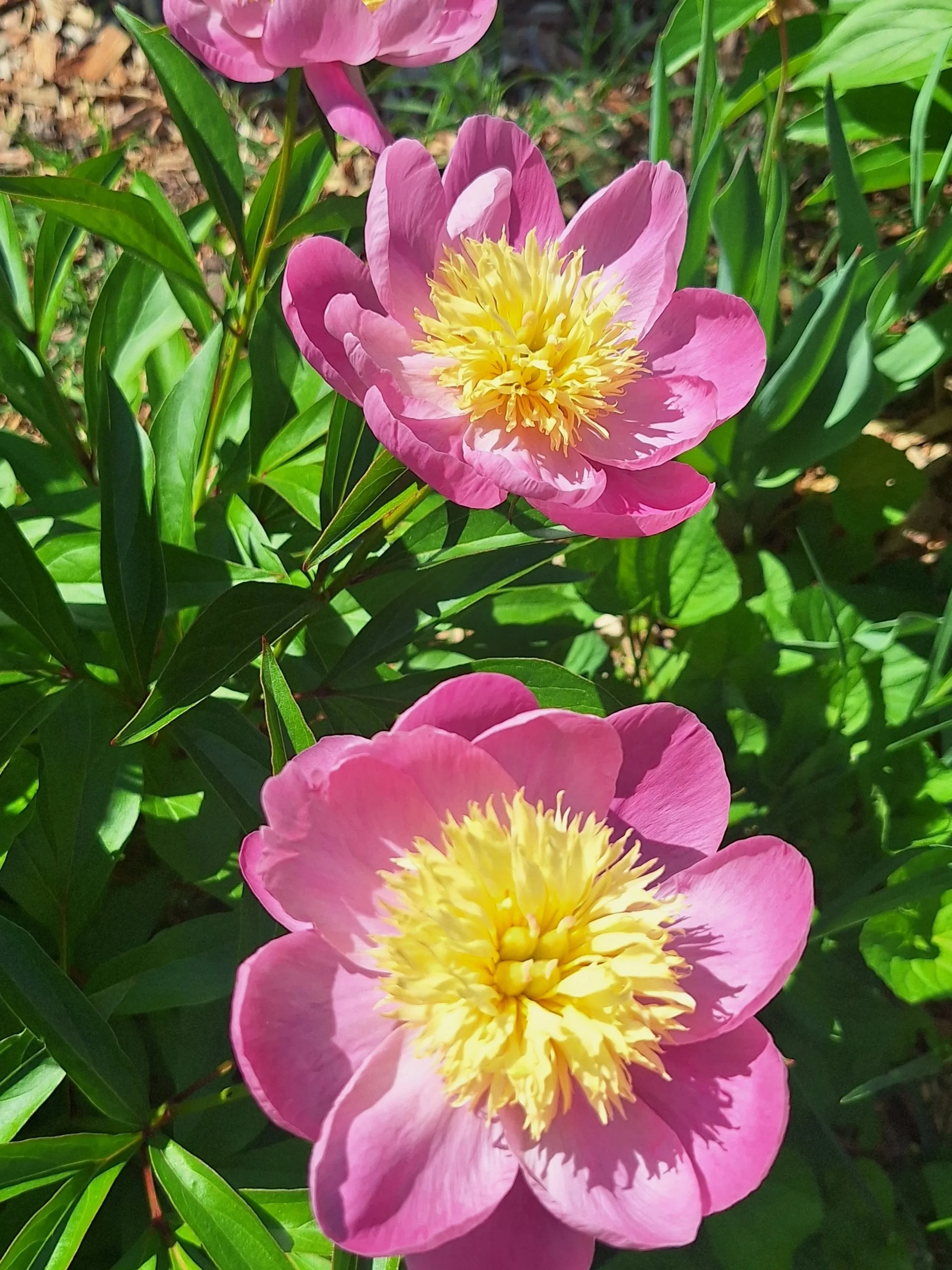 The prettiest pink peonies!