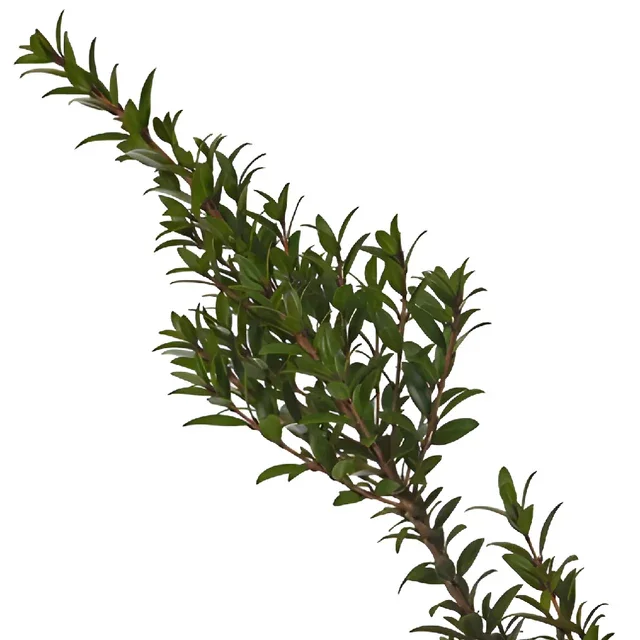 Ruscus (6 stems)