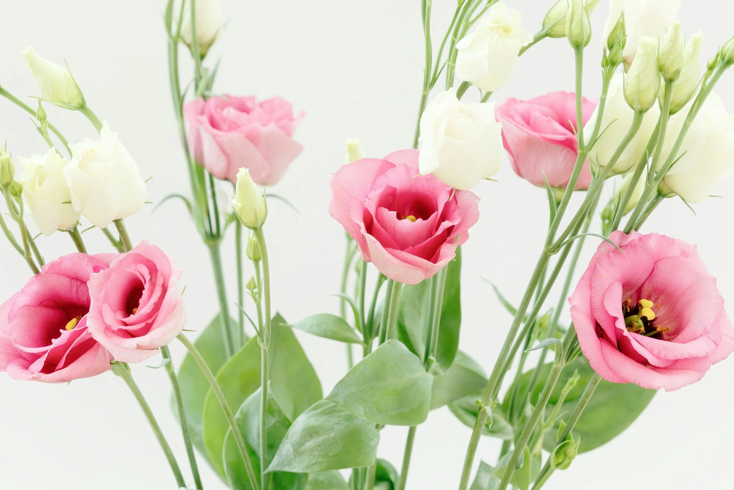 Lisianthus (12 stems)