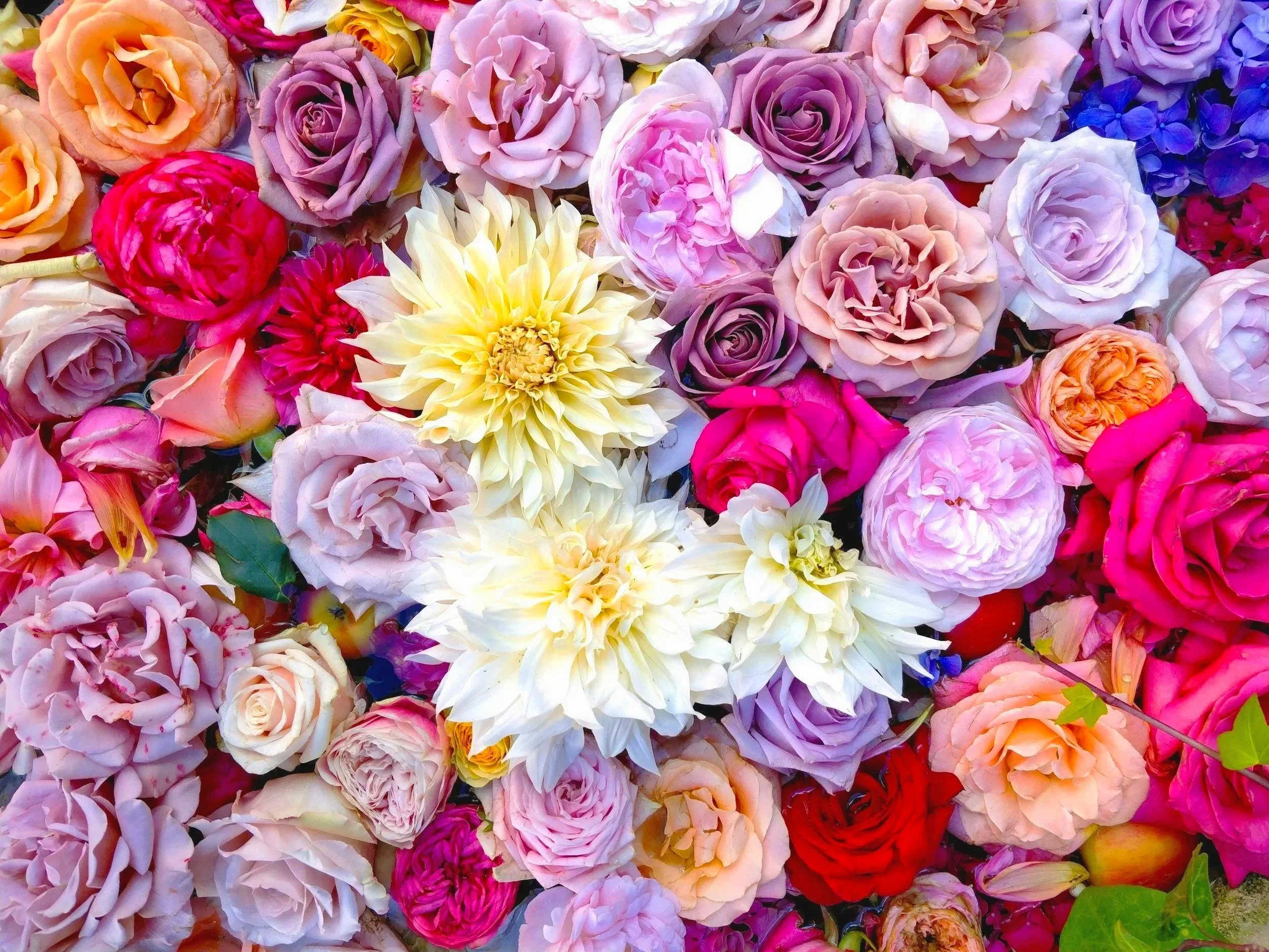 A colorful collection of various roses, dahlias, and other flowers in shades of pink, purple, yellow, orange, red, and white.