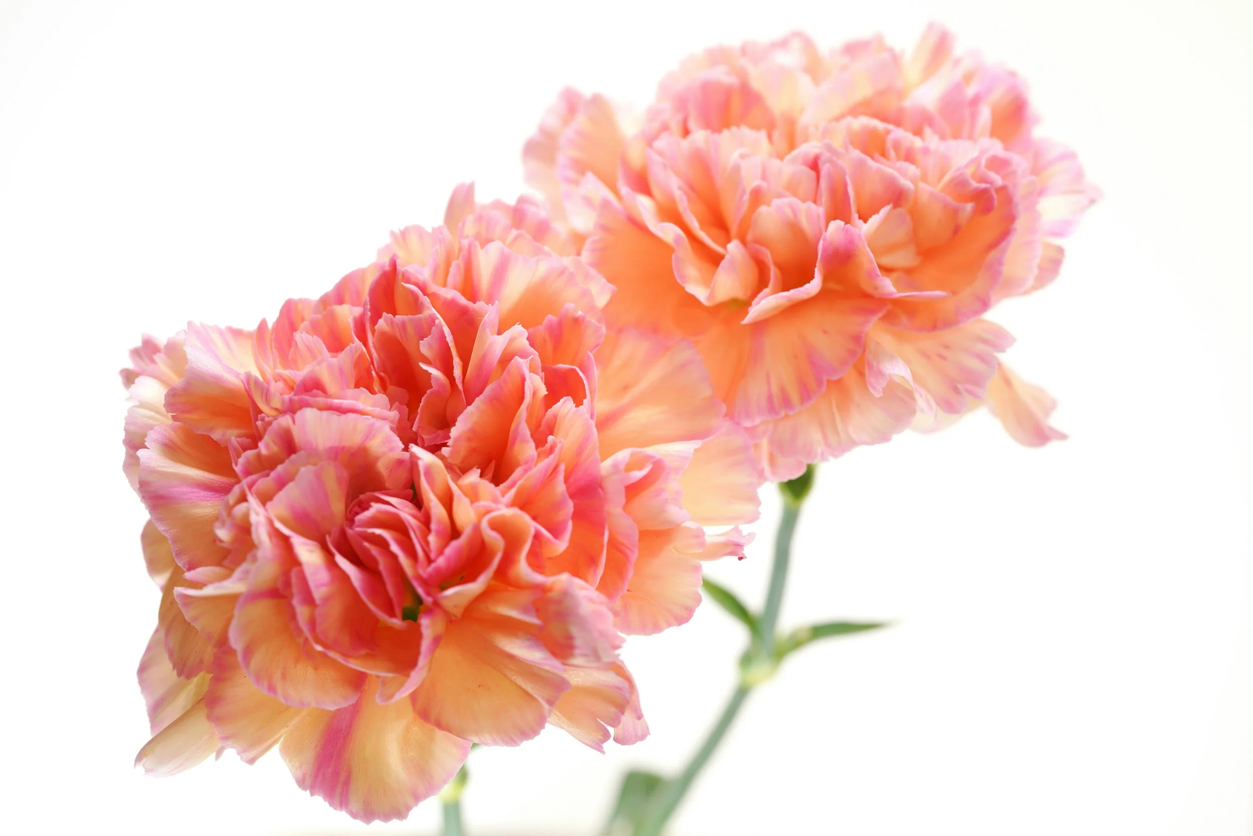 Carnations (26 stems)