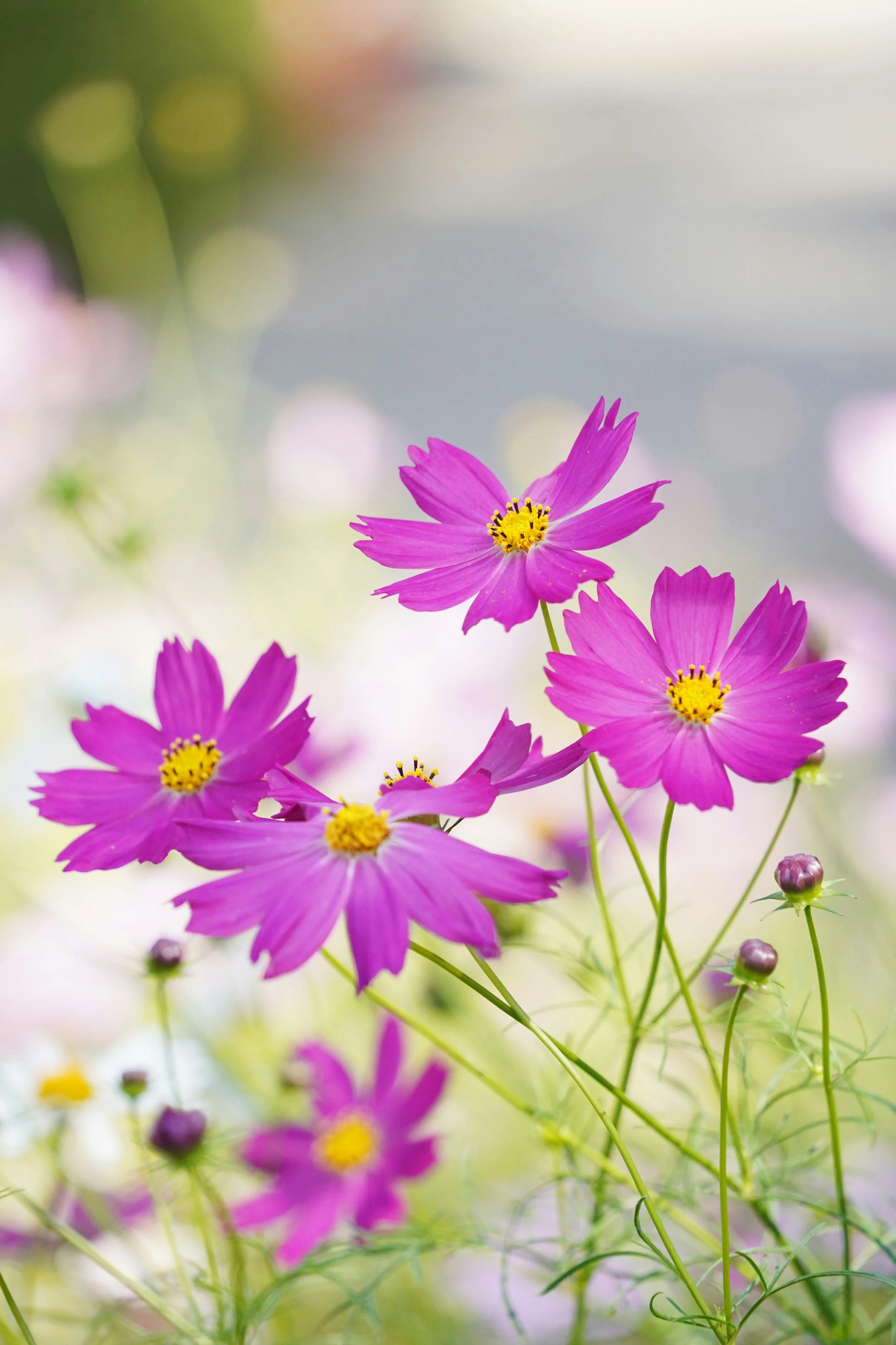Cosmos (18 stems)