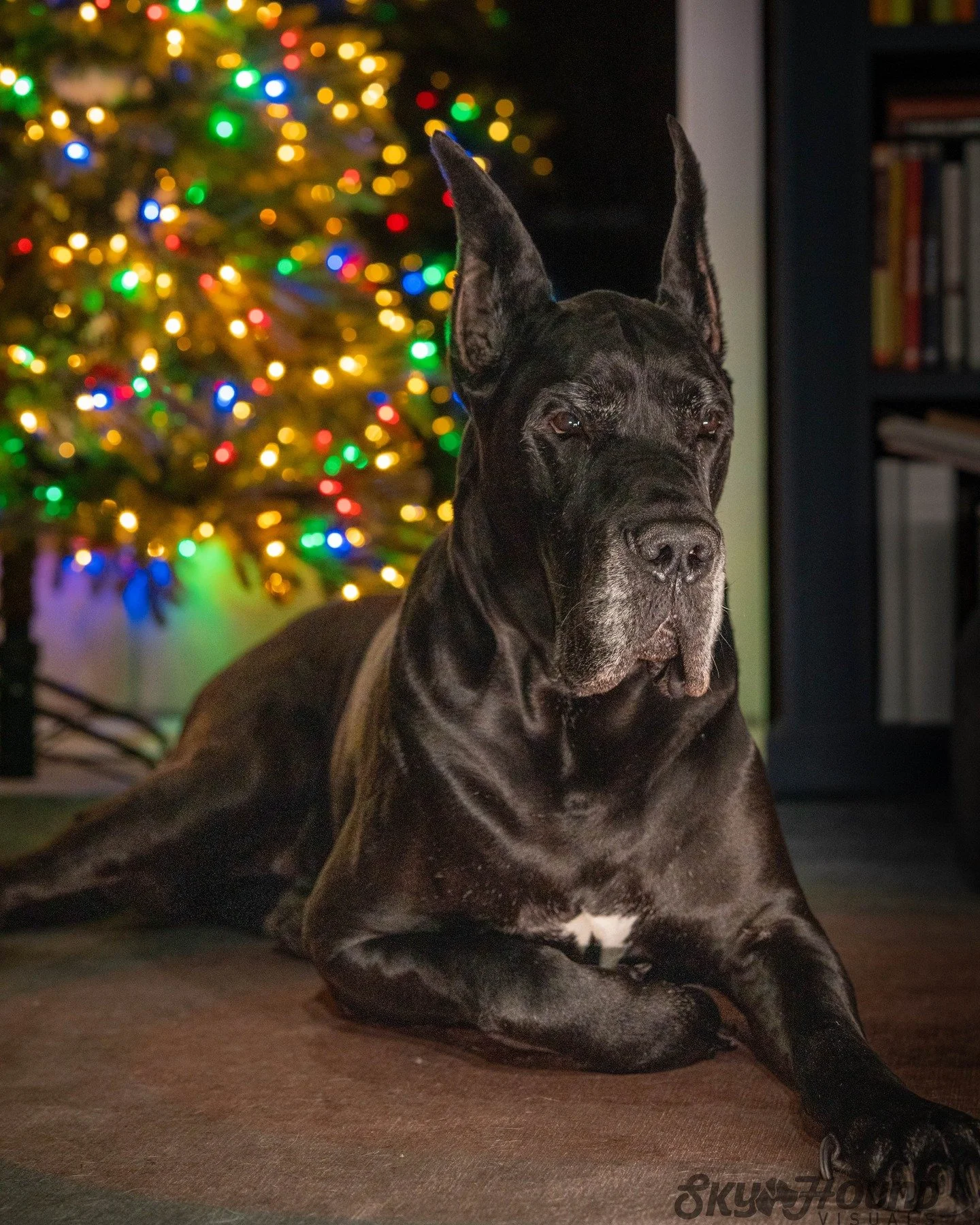 &ldquo;All I want for Christmas is&hellip; more treats and more snuggles.&rdquo;

#SkyhoundVisuals #SonyA7IV
#DogChristmas #SantaPawsIsComing #HolidayDogs #BassetHoundLove #GreatDaneNation #ChristmasCuties #PetPortraits #FestiveSeason #HolidayPup #Fl