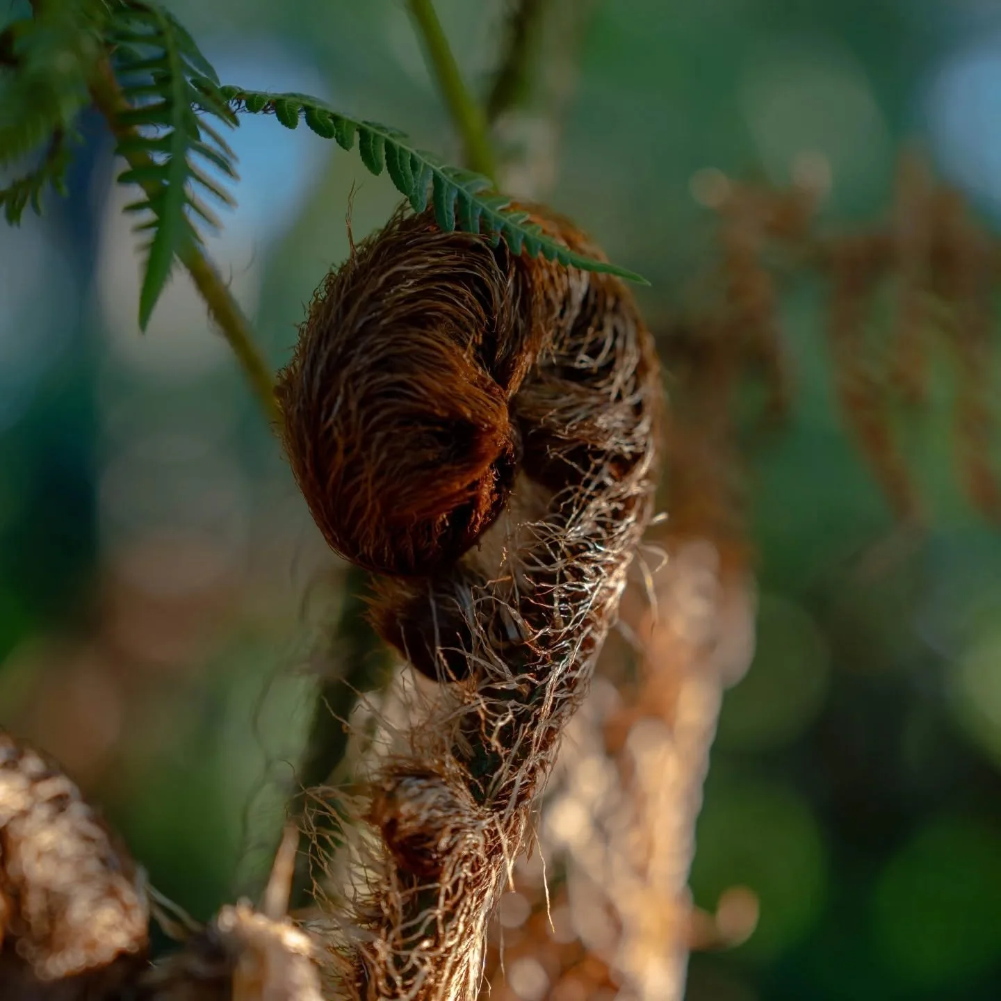 Straight out of FernGully. 🌱🌞

#SkyhoundVisuals #SonyA7IV #AustralianTreeFern #naturelovers #forestmagic #greenerygram #plantlove #naturegram #morningsunshine