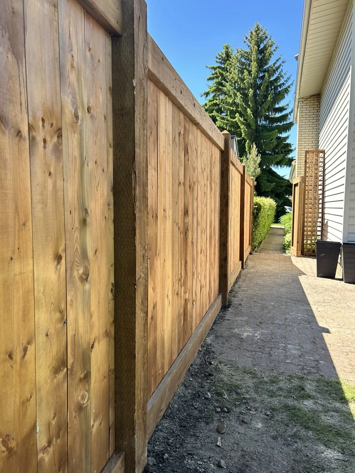 A wooden privacy fence along a narrow outdoor walkway between a house and a hedge, with a large pine tree and clear blue sky in the background.