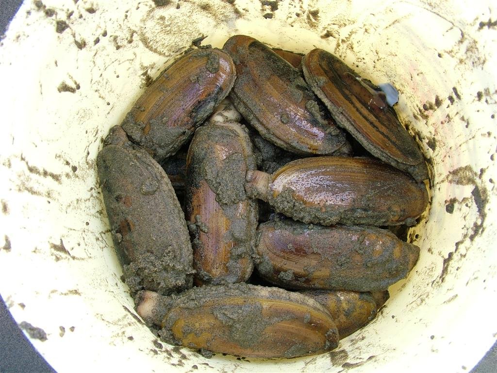 razor clams.JPG