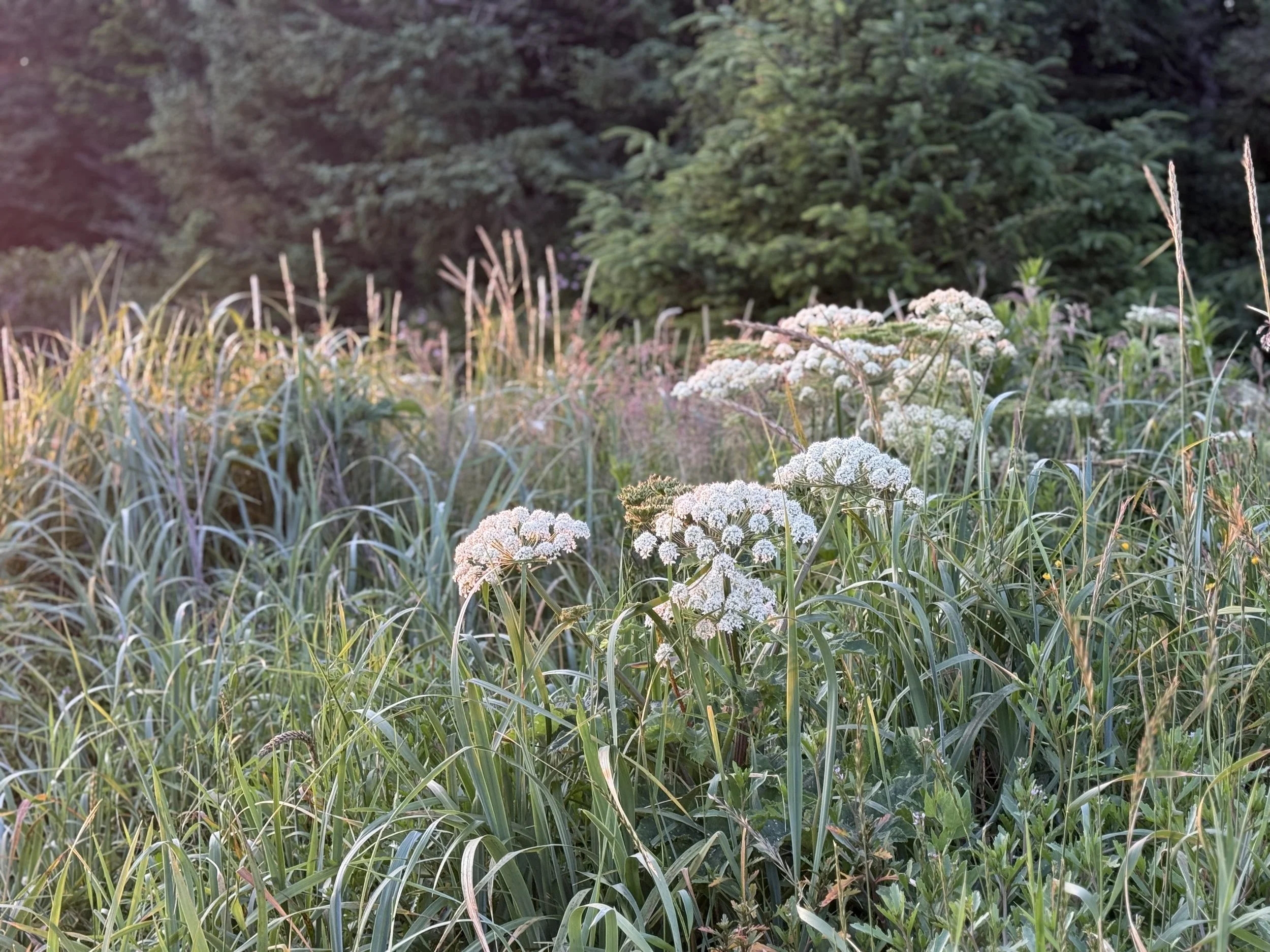 image00012.jpeg