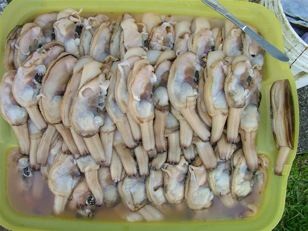 RazorClamsShellsRemoved.JPG