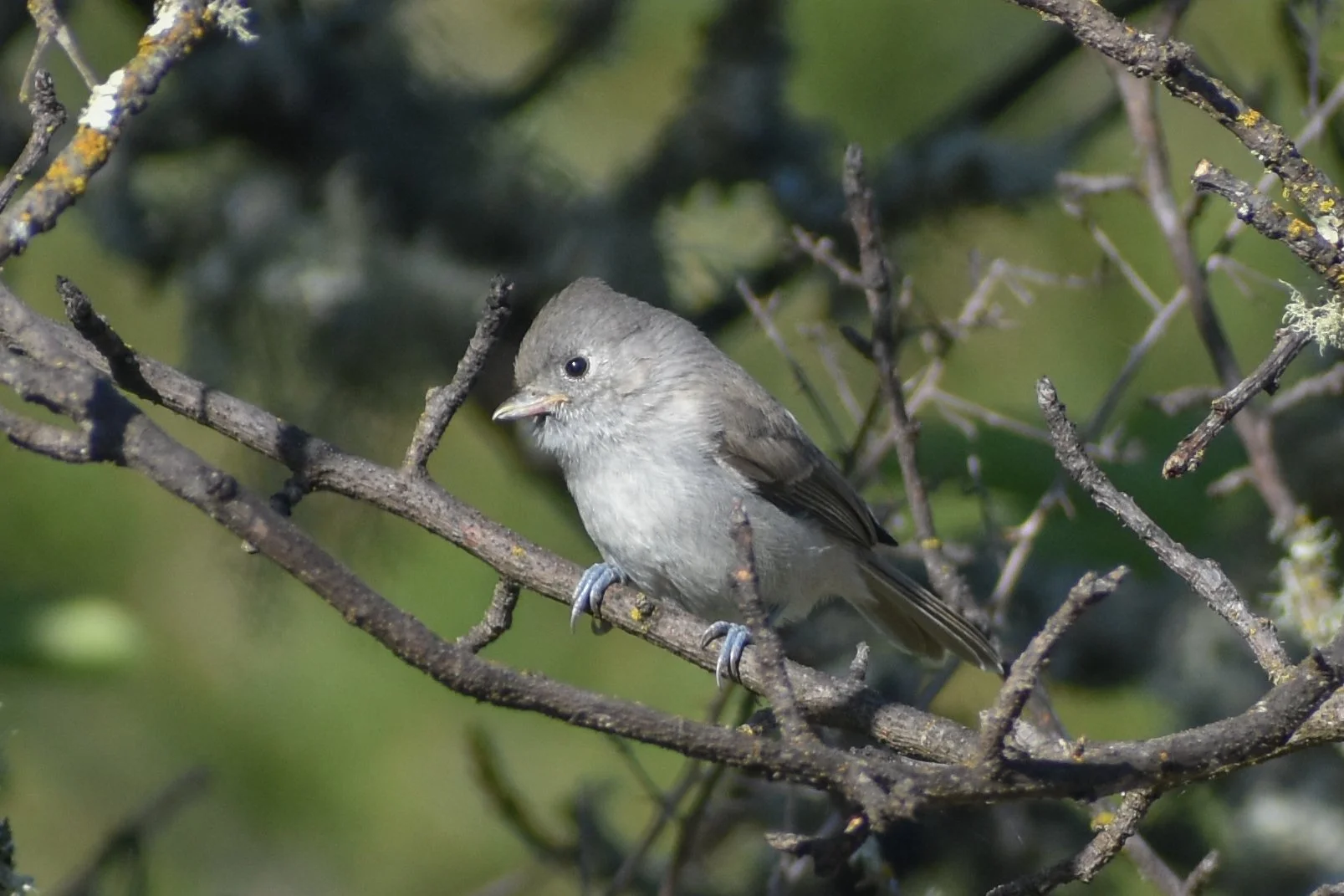 Bird Walk: Santa Rosa Rural Cemetery