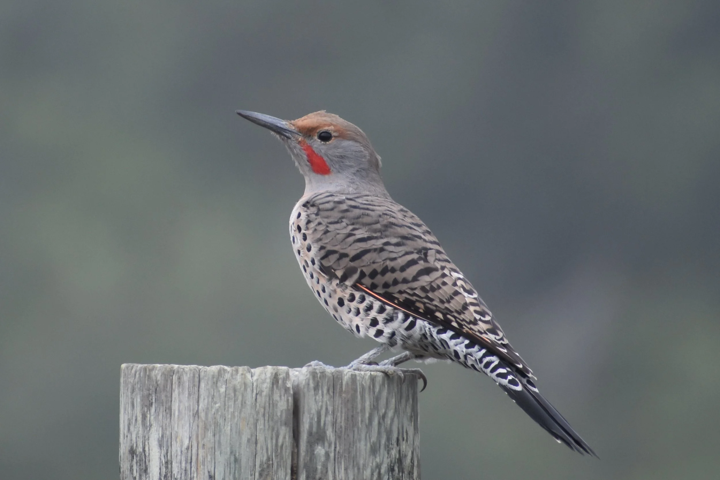 Bird Walk at Helen Putnam Park