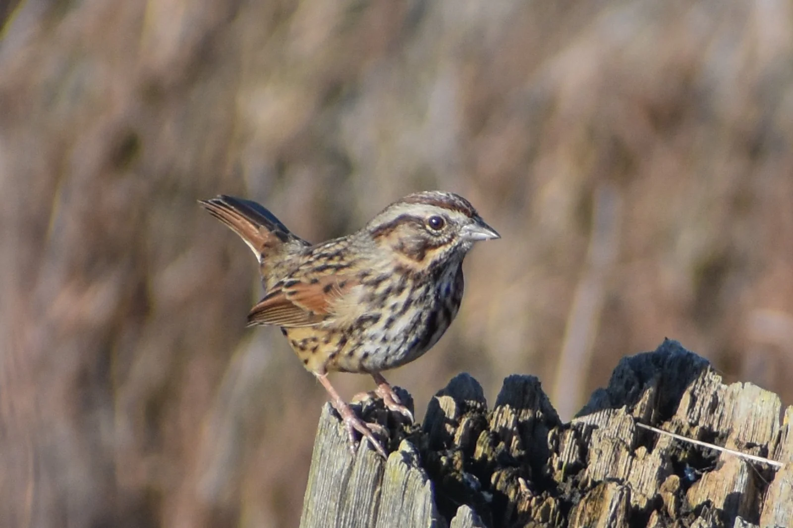 Bird Walk at Ragle Ranch
