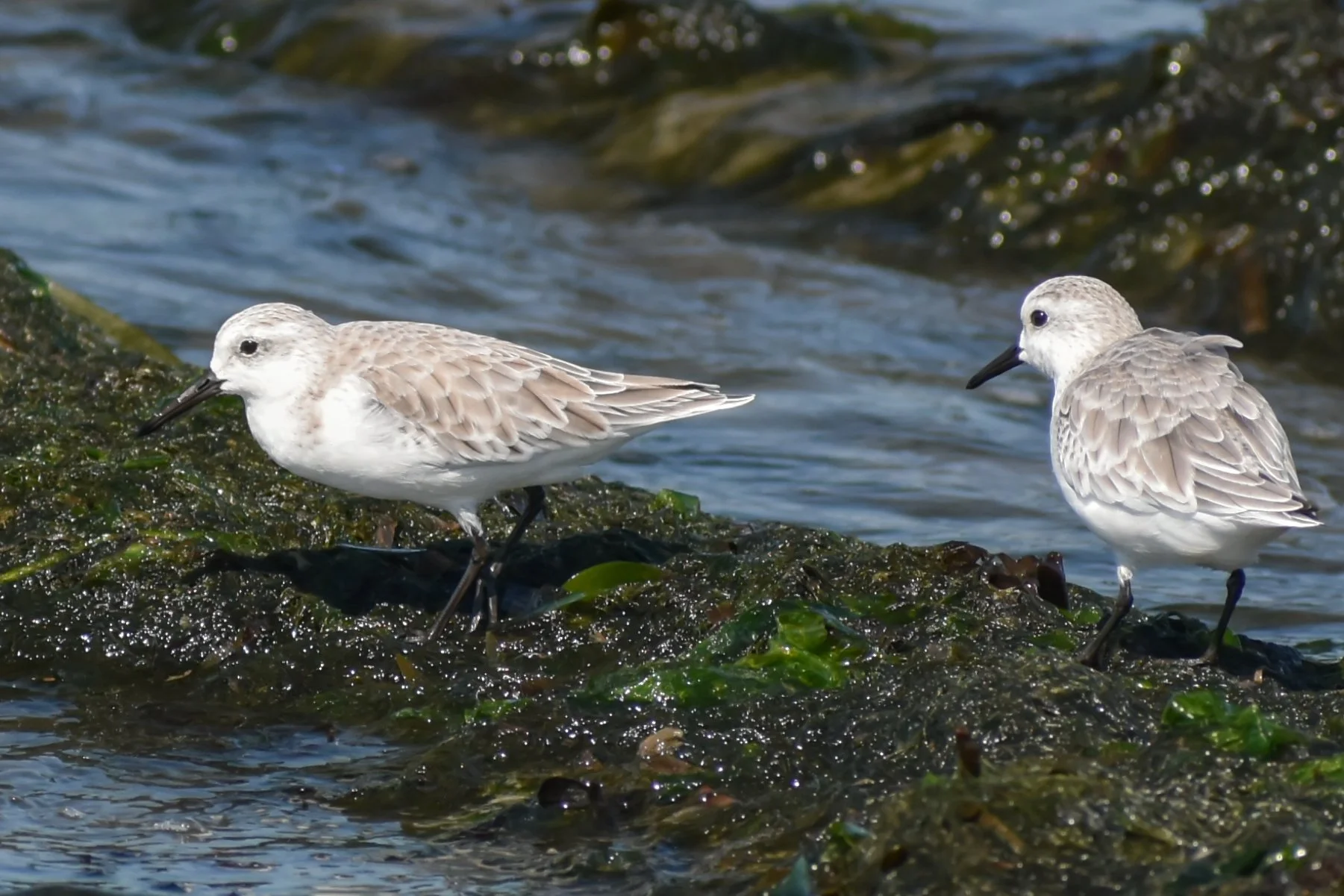 Bodega Bay Mud Flats with Peter Leveque