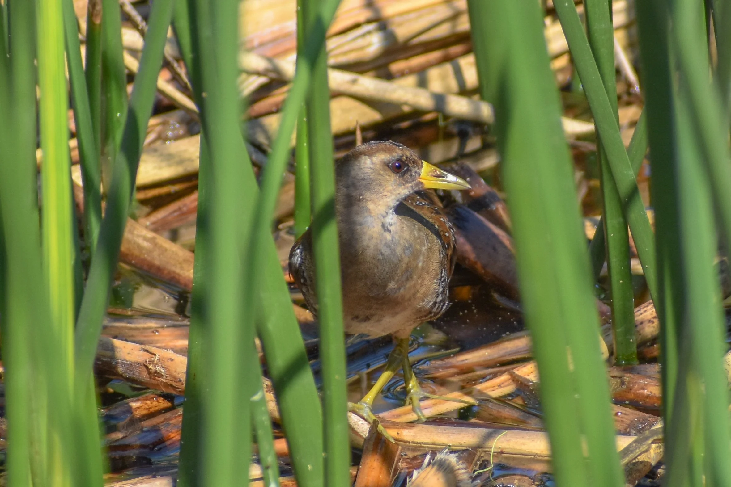 Bird Walk at Ellis Creek, Petaluma