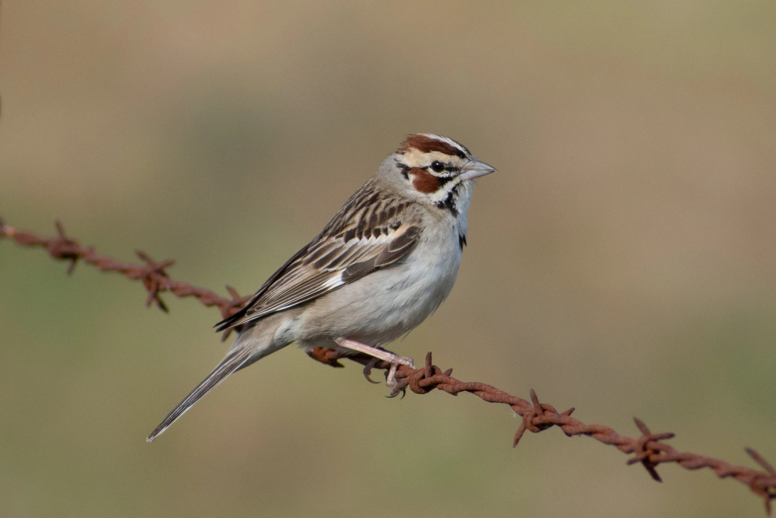 Bird Walk at Crane Creek Regional Park