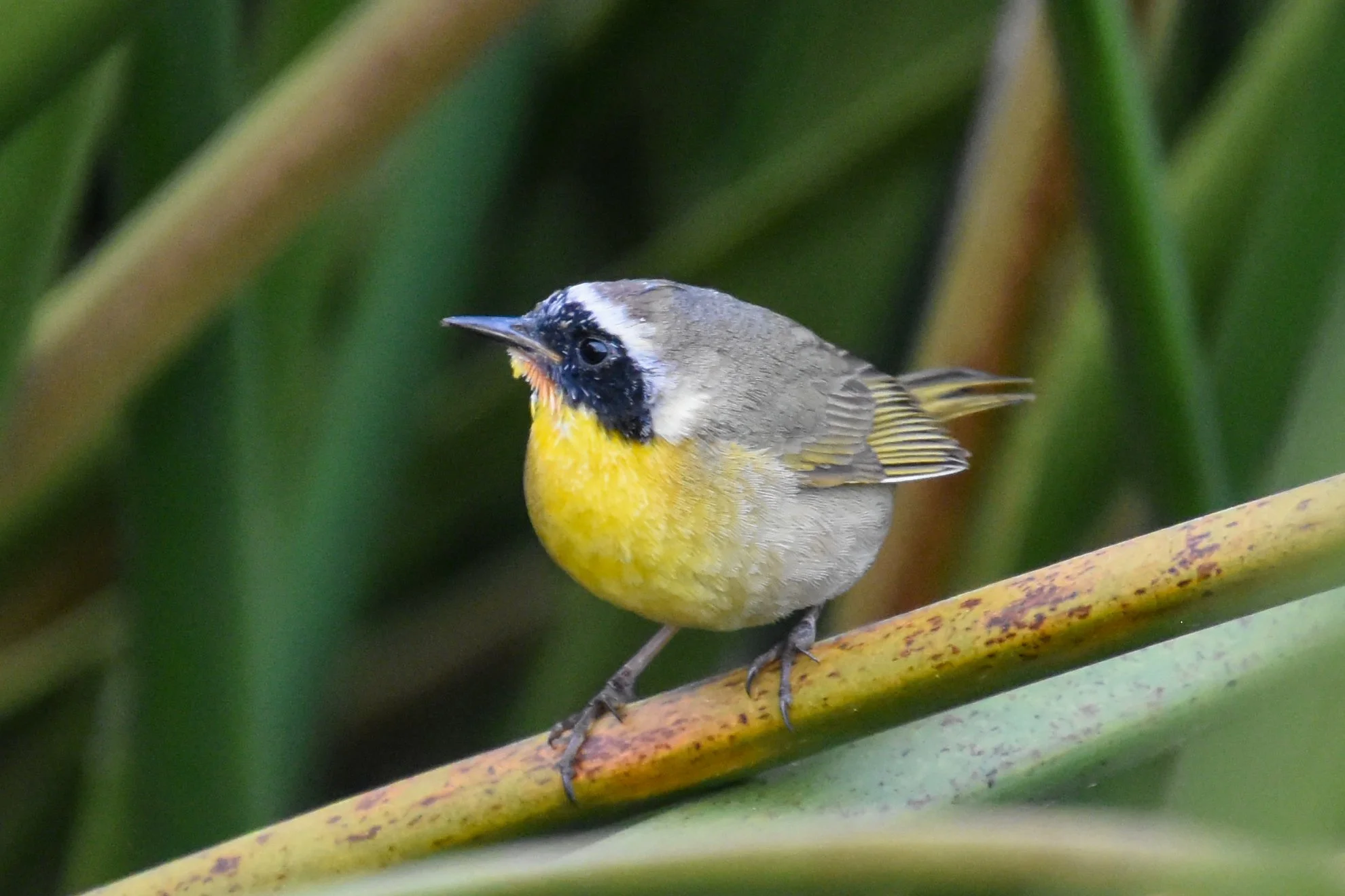 Bird Walk at Chanslor Ranch, Bodega Bay