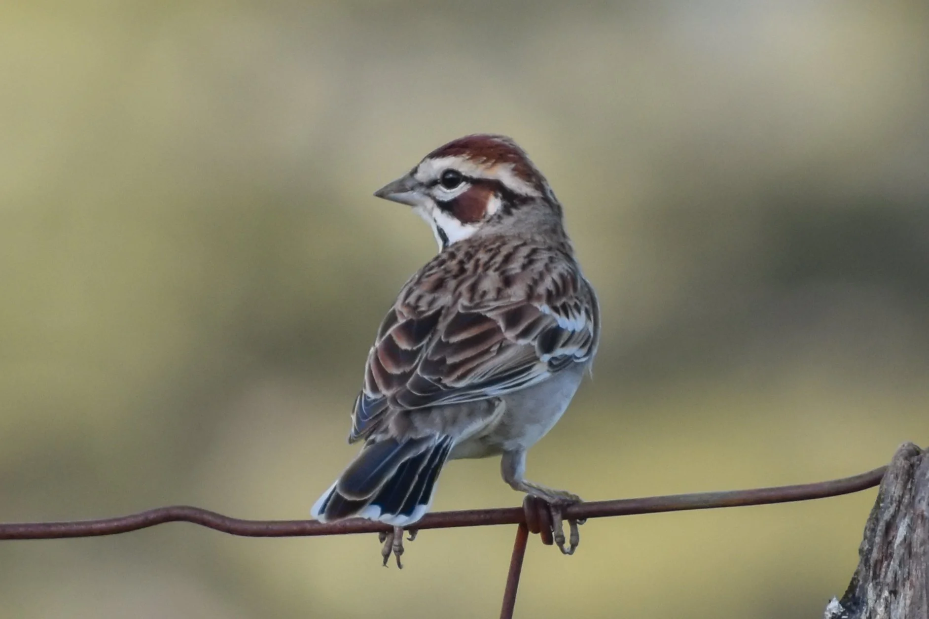 Field Trip to Pepperwood Preserve with Peter Leveque