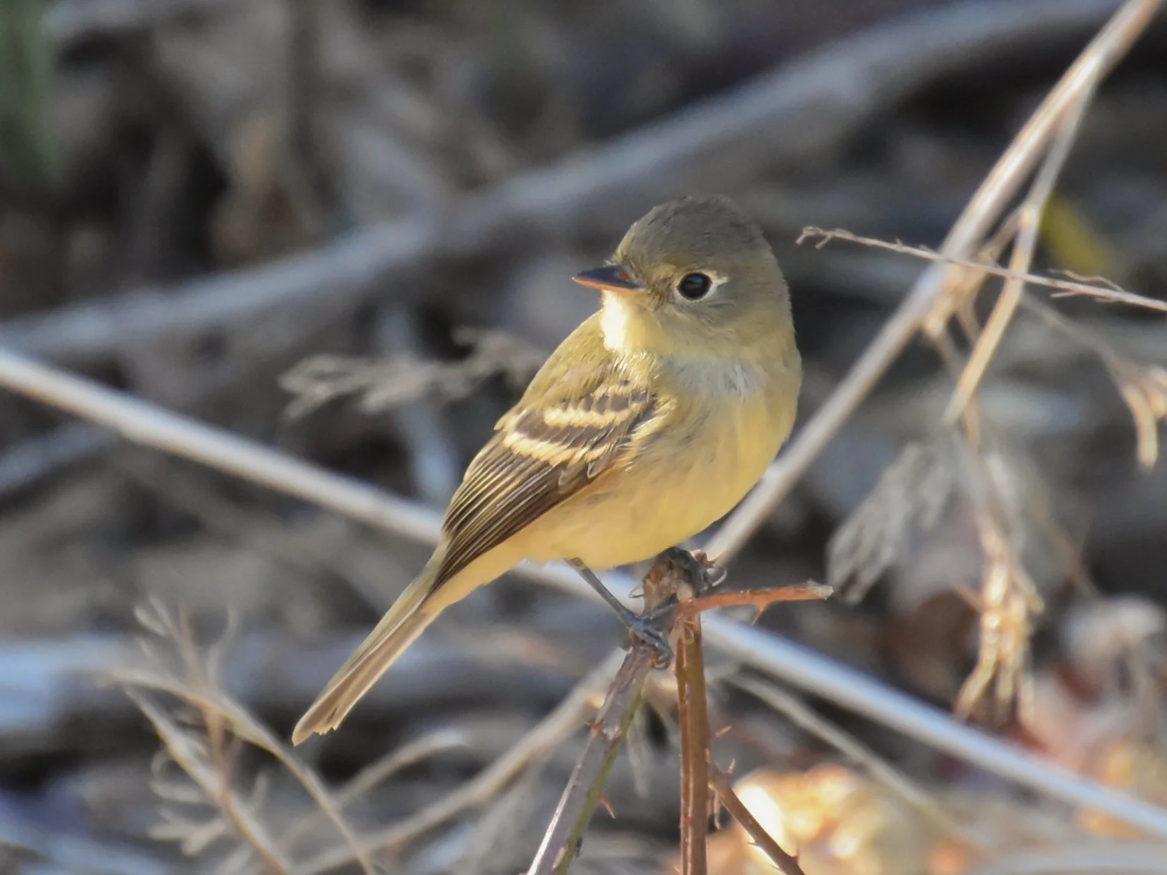 Bird Walk: Santa Rosa Creek&nbsp;Trail at Willowside Road