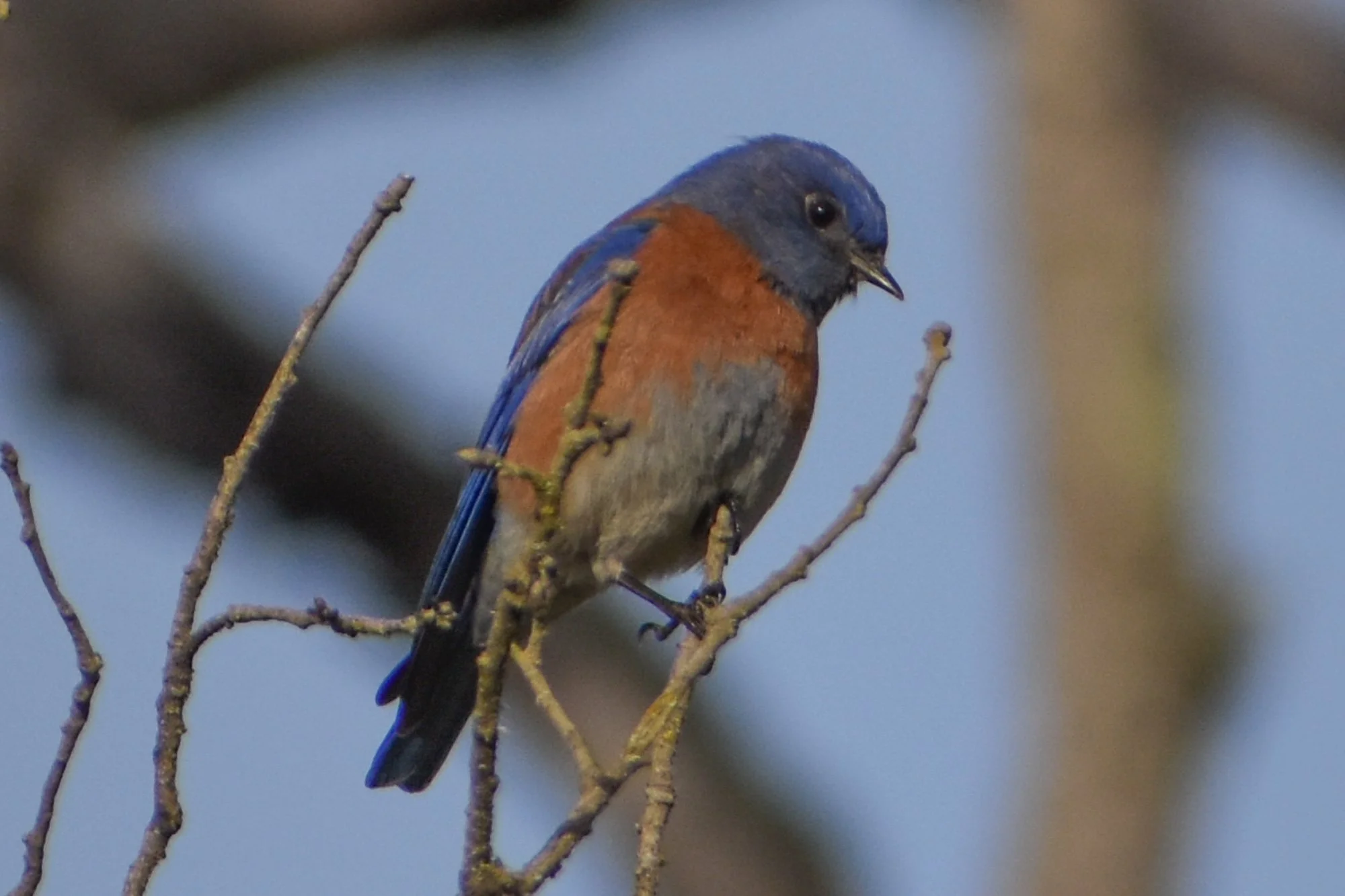 Bird Walk at Foothill Regional Park