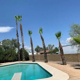 Plam Tree Trimming Tucson Az