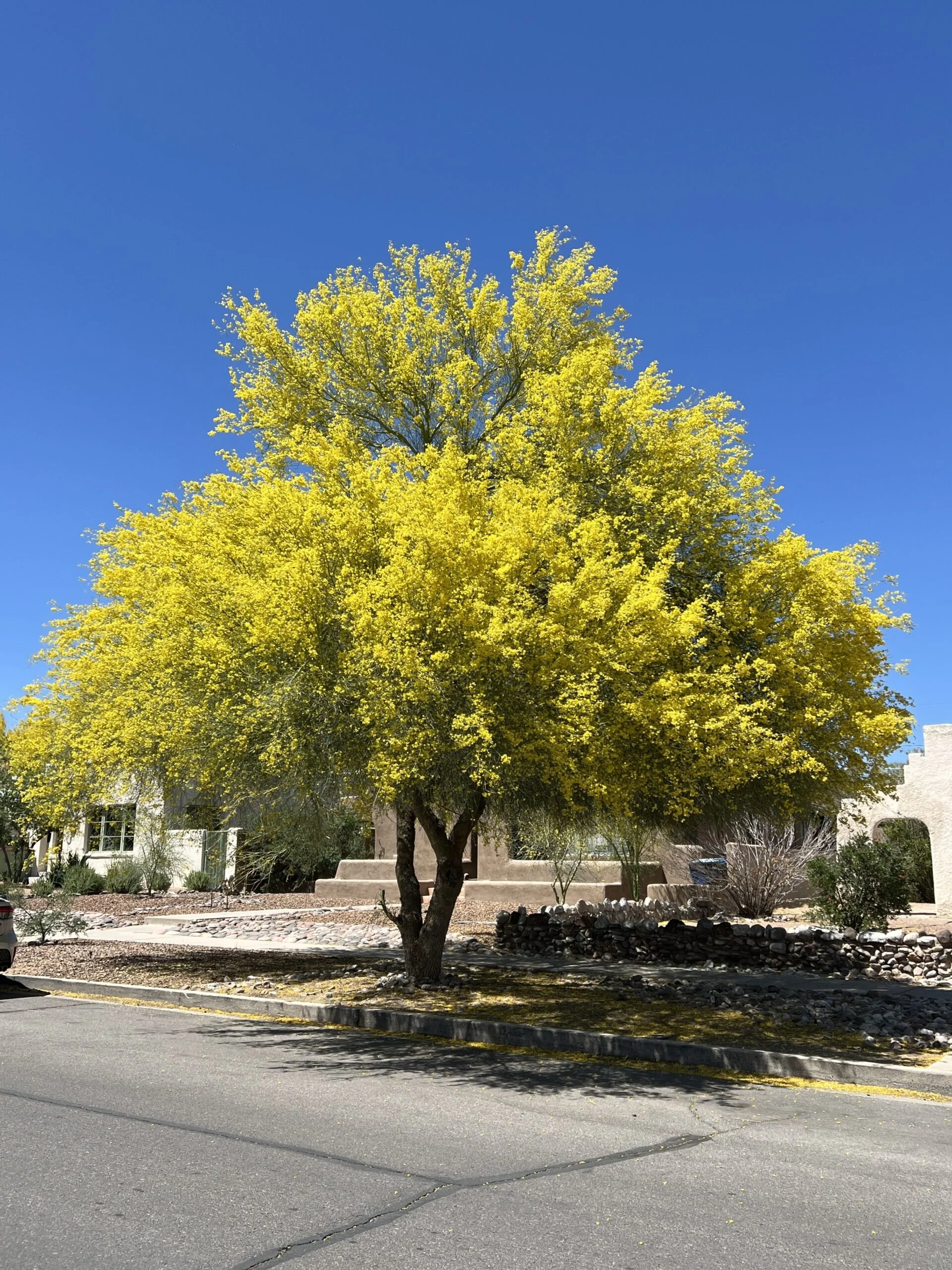 Spotlight on a Native Tucson Tree: The Palo Verde