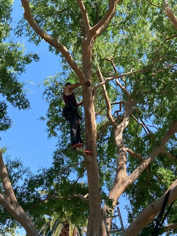 ☀️ Why Over-Trimming Trees Can Cause Sunburn for desert landscapes