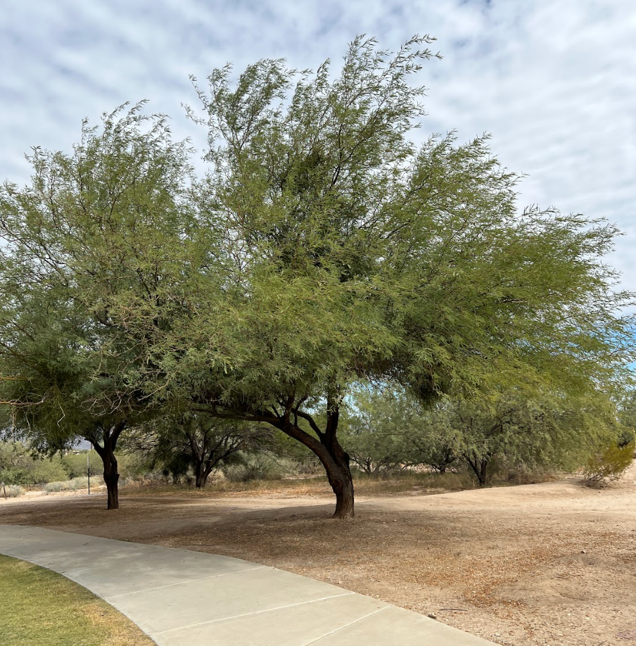 Mesquite Tree Trimming &amp; Removal in Tucson, AZ: What Homeowners Should Know