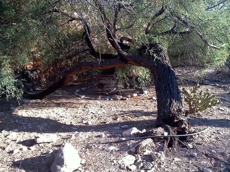 Prepare Now for Monsoon Season in Tucson, AZ, Don’t let Hazardous Trees Become a HUGE Expense!