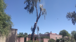 Professional Tree Trimming & Tree Service in Tucson, AZ