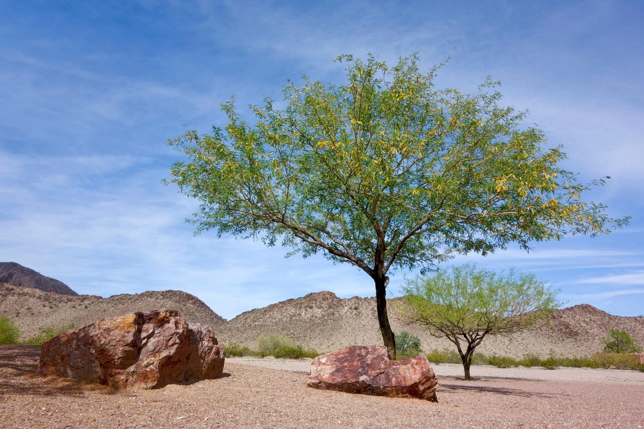 Mesquite Trees in Arizona: Beauty, Benefits, and Proper Care