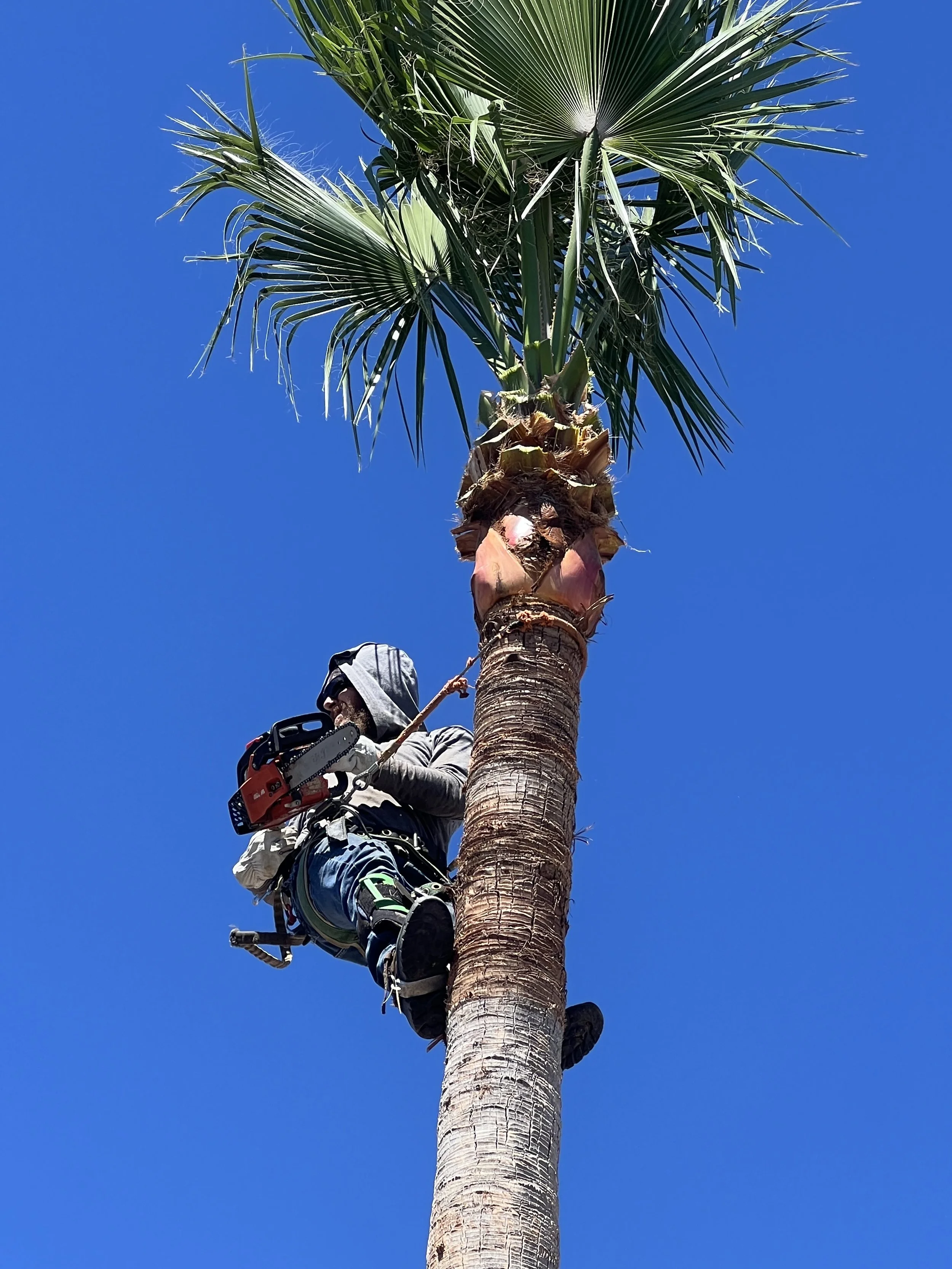 Palm Tree Trimming Tucson AZ | Tree Toppers Expert Tree Trimming
