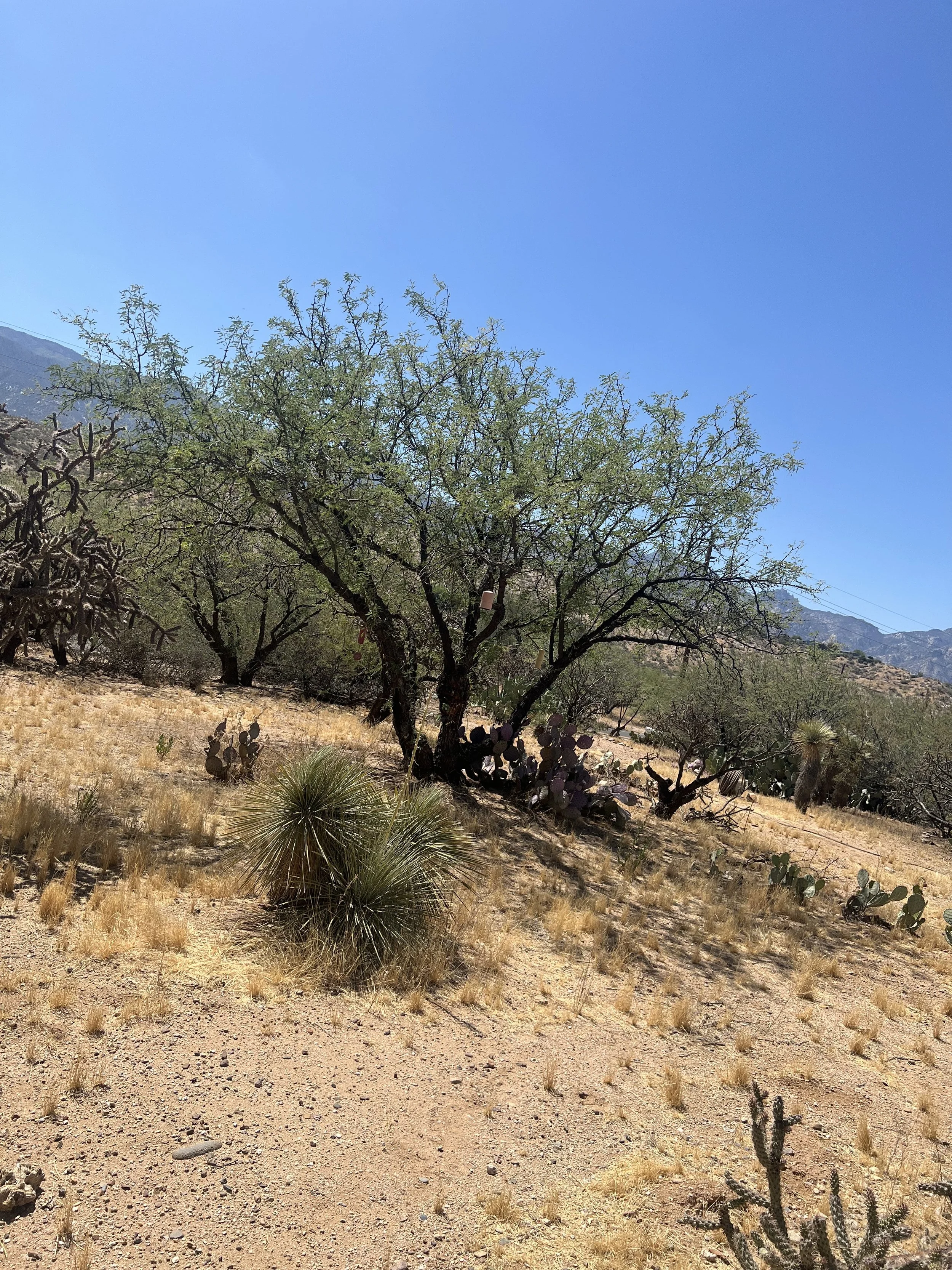 Preparing trees in Tucson for monsoon winds 