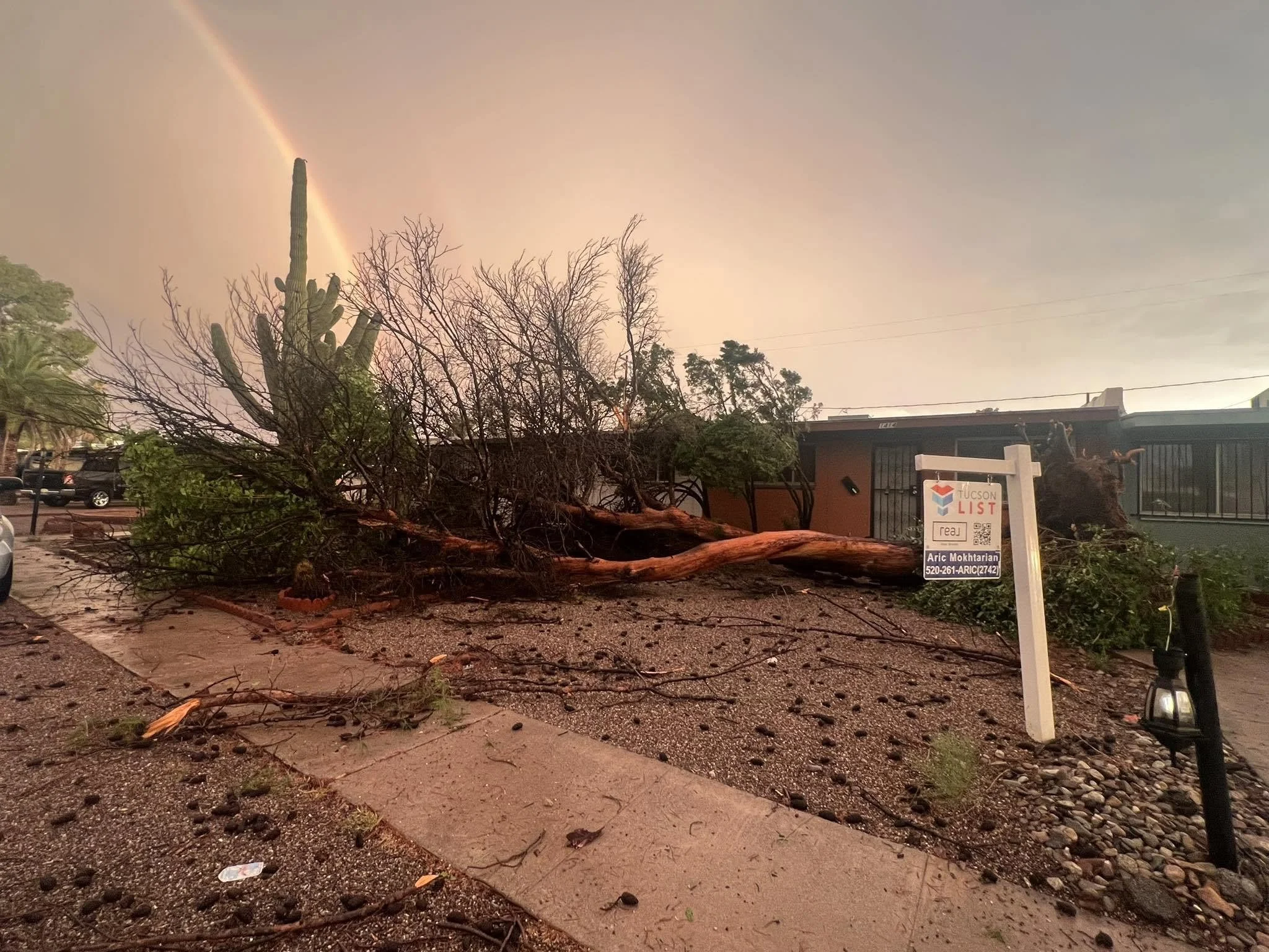 Professional Tree Removal and Storm Damage Cleanup in Tucson