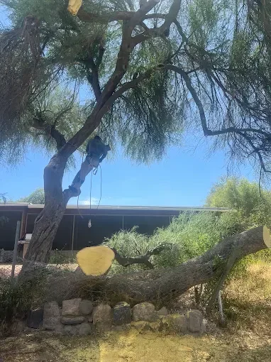 Tucson Strom damage Tree Removal