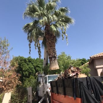 Tree Toppers Expert Tree Trimming gallery 7