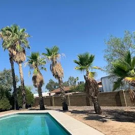 Plam Trees needing Trimmed in tucson Az