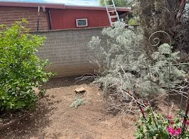 Looking for tree removal near you in Tucson, AZ? Tree Toppers offers complete tree removal services with or without stump grinding and free estimates.
