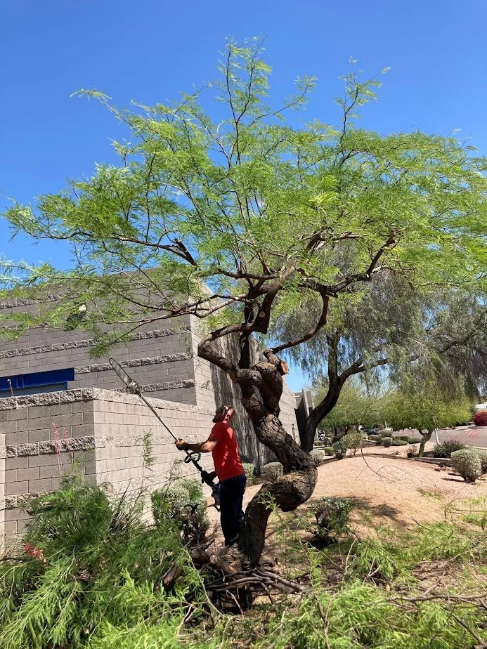 Tree Toppers offers professional tree trimming in Tucson, AZ, including pruning for safety, storm preparation, and tree health. Serving residential and commercial properties.