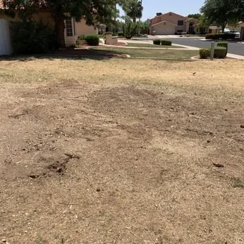 Need tree removal in Tucson, AZ? Choose full removal with or without stump grinding. Tree Toppers delivers safe service, honest pricing, and fast response.