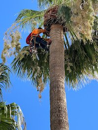 Need palm tree trimming or removal in Tucson, AZ? Trust Tree Toppers for safe palm pruning, hazardous removals, and free estimates. Call today.