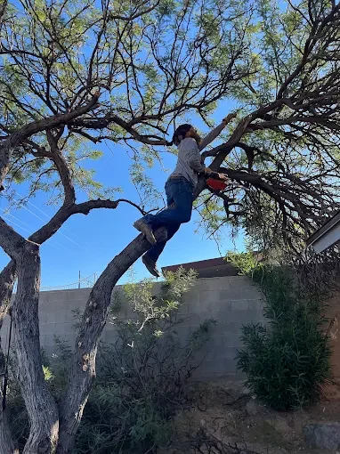 Mesquite Tree trimming Tucson az