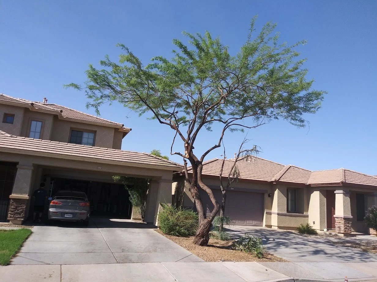 Need tree trimming in Tucson, AZ? Trust Tree Toppers for expert pruning, honest recommendations, and fast service. Call today for a free estimate.